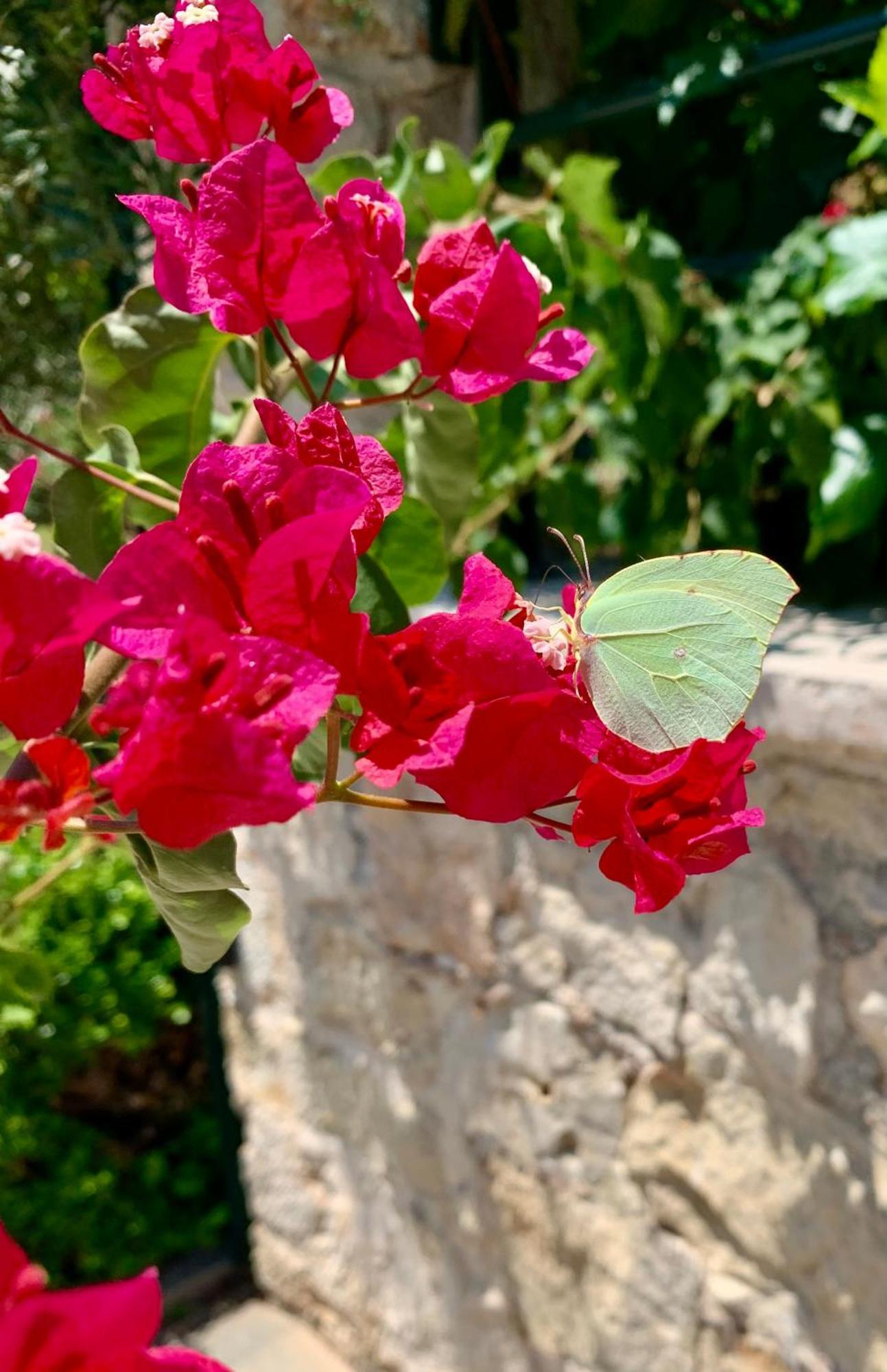 Aggelos And Thisbe Chania Suburbs Sea View Guest House エクステリア 写真